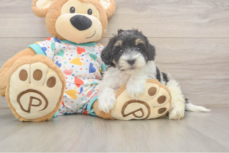 Havapoo Puppy for Adoption