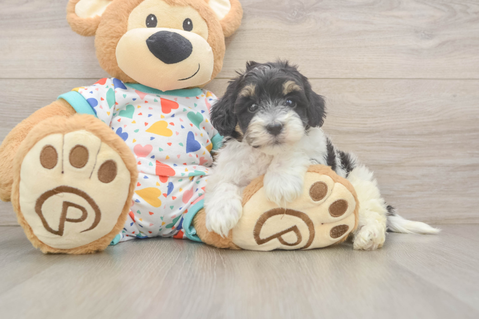 Havapoo Puppy for Adoption