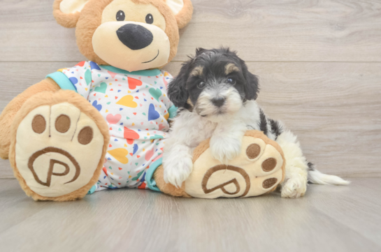 Havapoo Puppy for Adoption