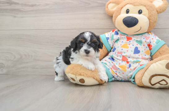 Havapoo Puppy for Adoption