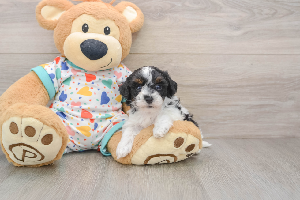 Havapoo Pup Being Cute