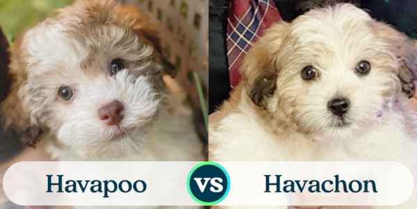 Havapoo vs Havachon - Complete Comparison - Premier Pups