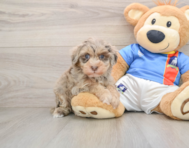 7 week old Havapoo Puppy For Sale - Premier Pups