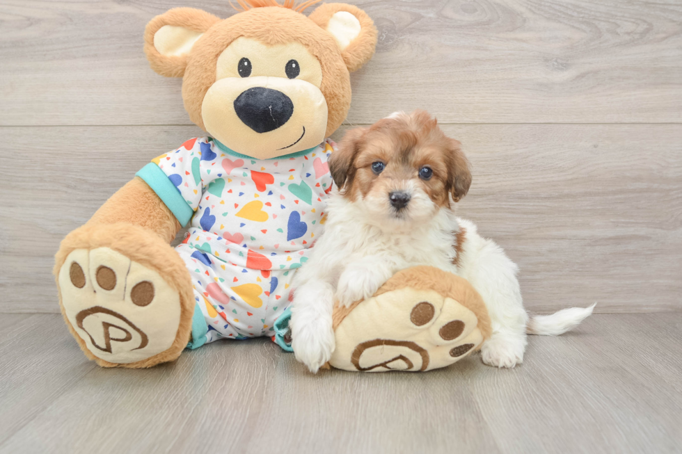 Havapoo Puppy for Adoption