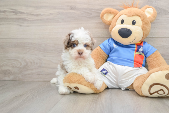 Havapoo Puppy for Adoption