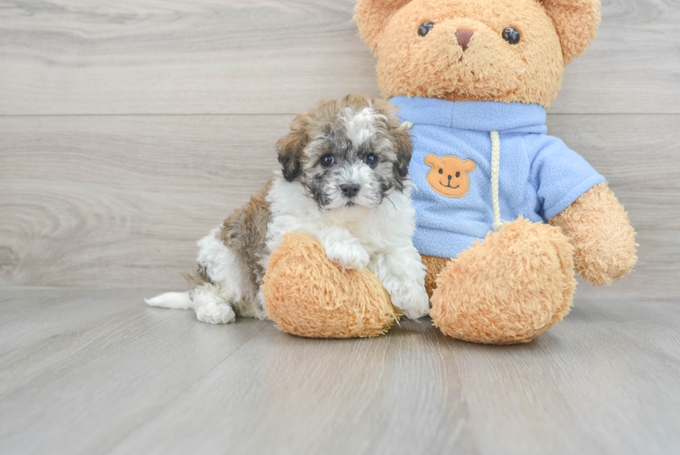 Fluffy Havapoo Poodle Mix Pup