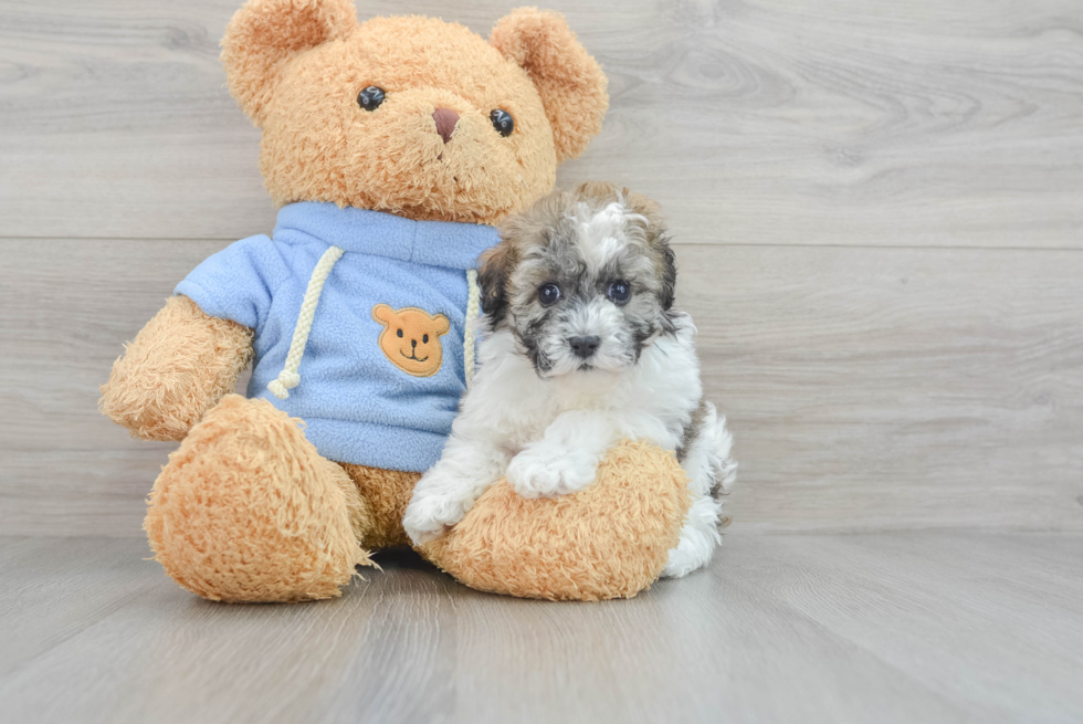 Little Havanese Poodle Mix Puppy