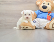 5 week old Morkie Puppy For Sale - Premier Pups