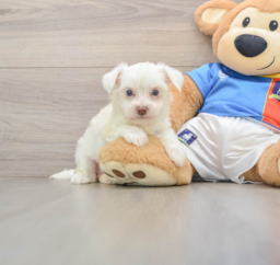 9 week old Morkie Puppy For Sale - Premier Pups