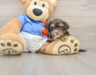 5 week old Morkie Puppy For Sale - Premier Pups