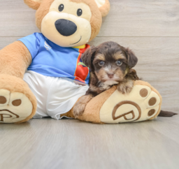 9 week old Morkie Puppy For Sale - Premier Pups