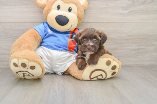 ART, a Morkie littermate