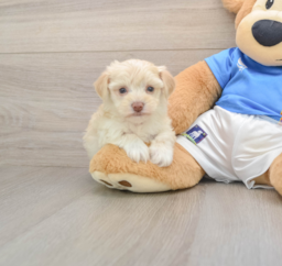 9 week old Morkie Puppy For Sale - Premier Pups