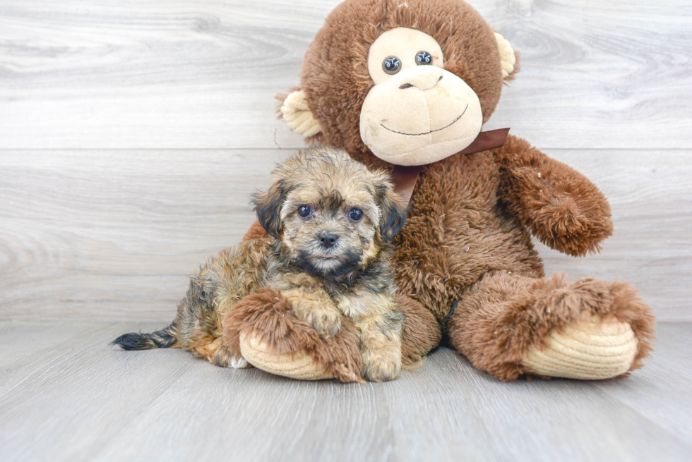 Havashire Puppy for Adoption