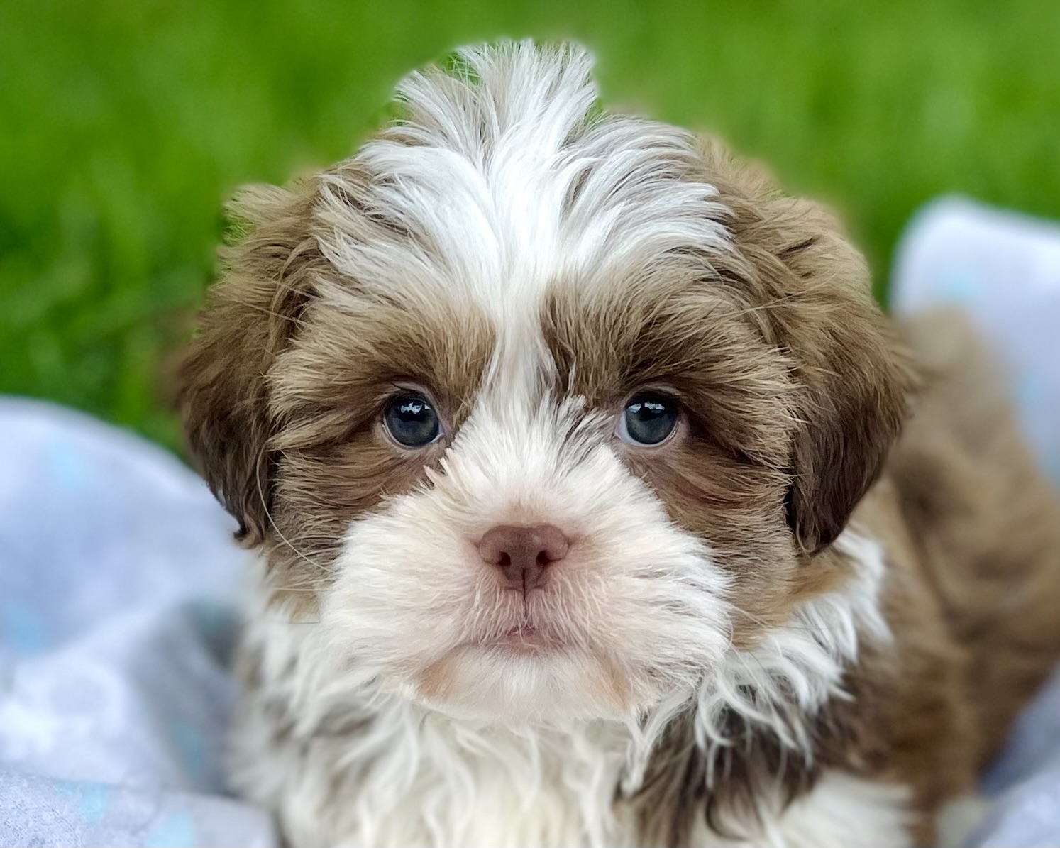 Havashu Puppies For Sale - Premier Pups