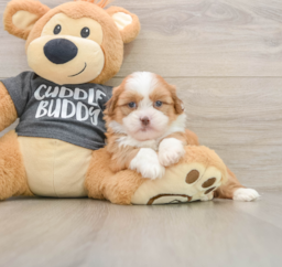 6 week old Havashu Puppy For Sale - Premier Pups