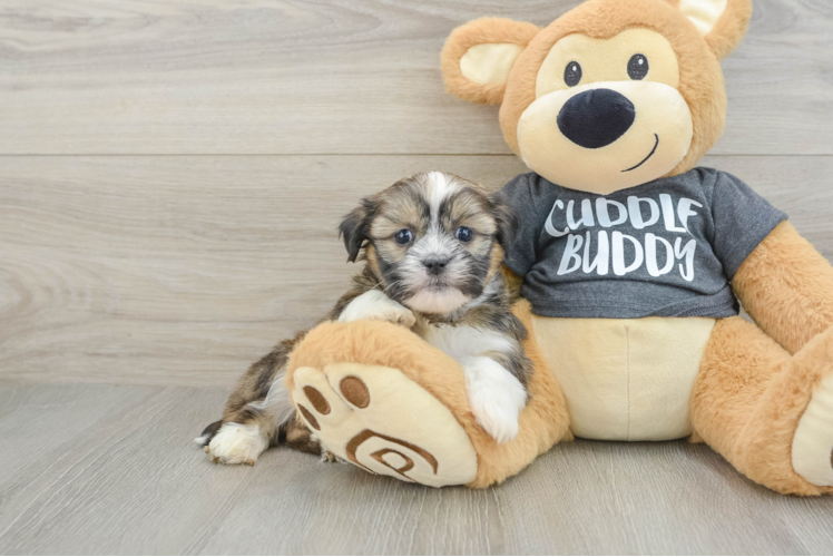 Smart Havashu Designer Pup