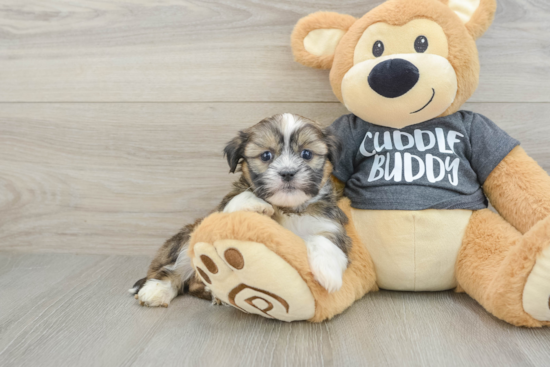 Smart Havashu Designer Pup