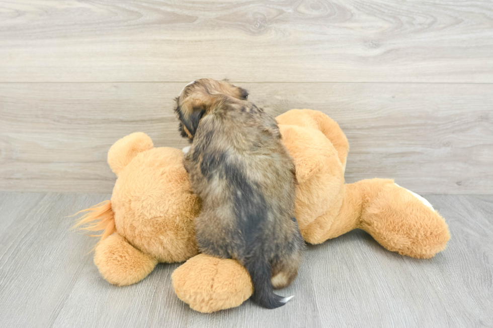 Energetic Havanese Shih Tzu Mix Designer Puppy