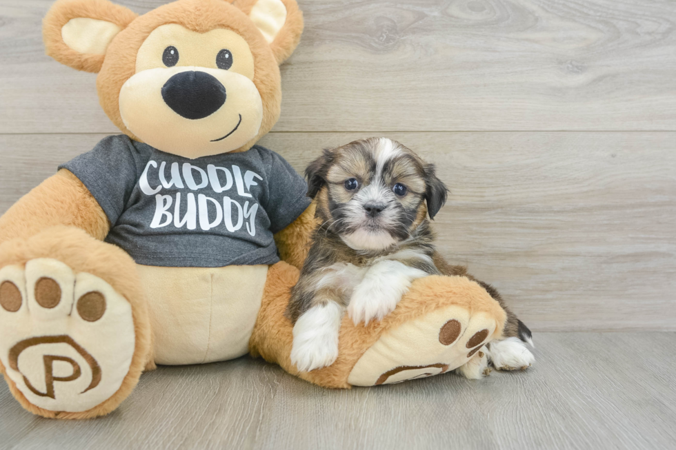 Energetic Havanese Shih Tzu Mix Designer Puppy