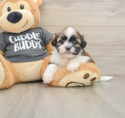 6 week old Havashu Puppy For Sale - Premier Pups