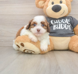6 week old Havashu Puppy For Sale - Premier Pups