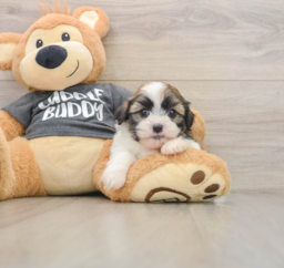 6 week old Havashu Puppy For Sale - Premier Pups