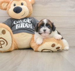 6 week old Havashu Puppy For Sale - Premier Pups