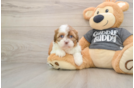 Havashu Puppy for Adoption