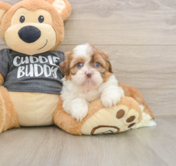 6 week old Havashu Puppy For Sale - Premier Pups