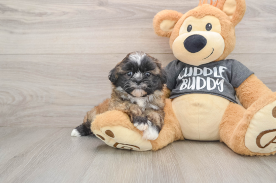 Fluffy Havashu Designer Pup