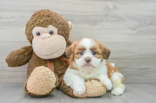 Friendly Havashu Baby