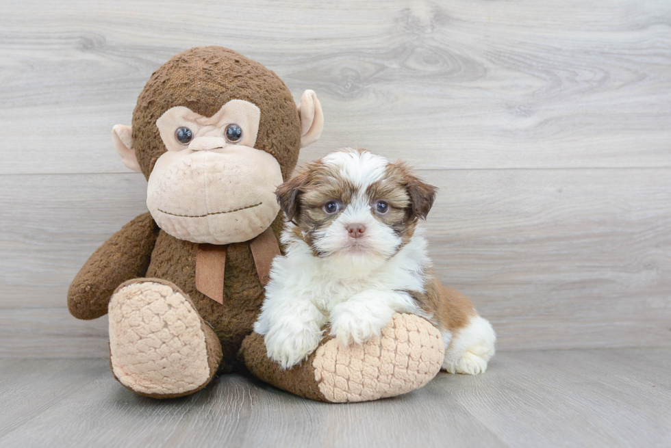 Hypoallergenic Havanese Designer Puppy