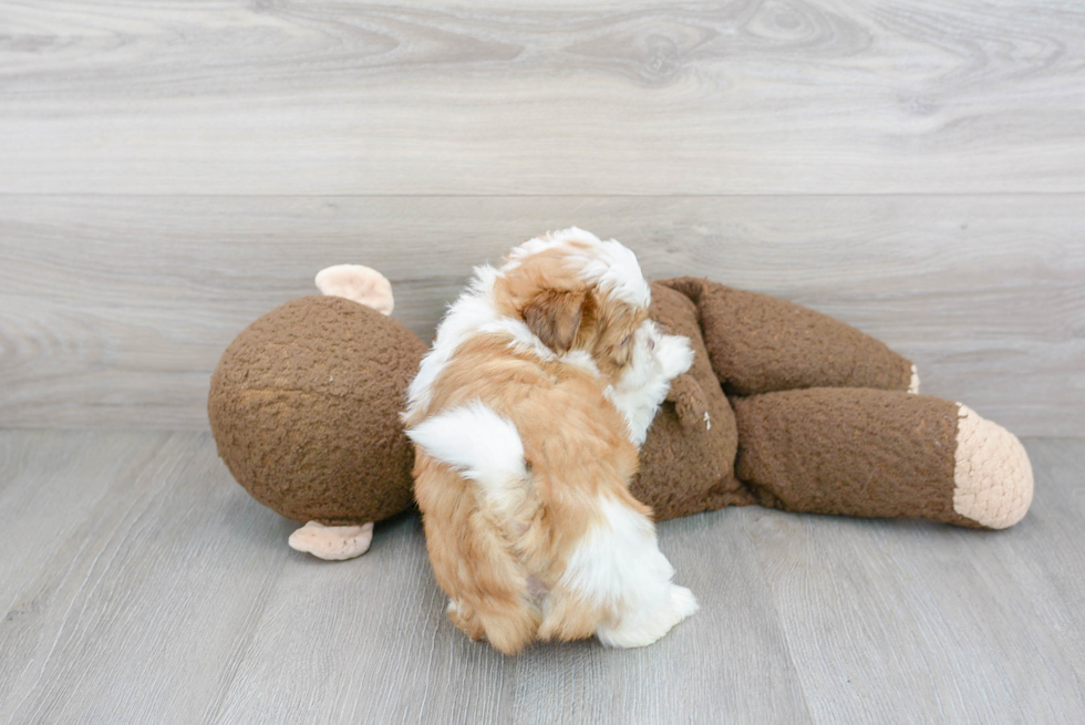 Havashu Puppy for Adoption