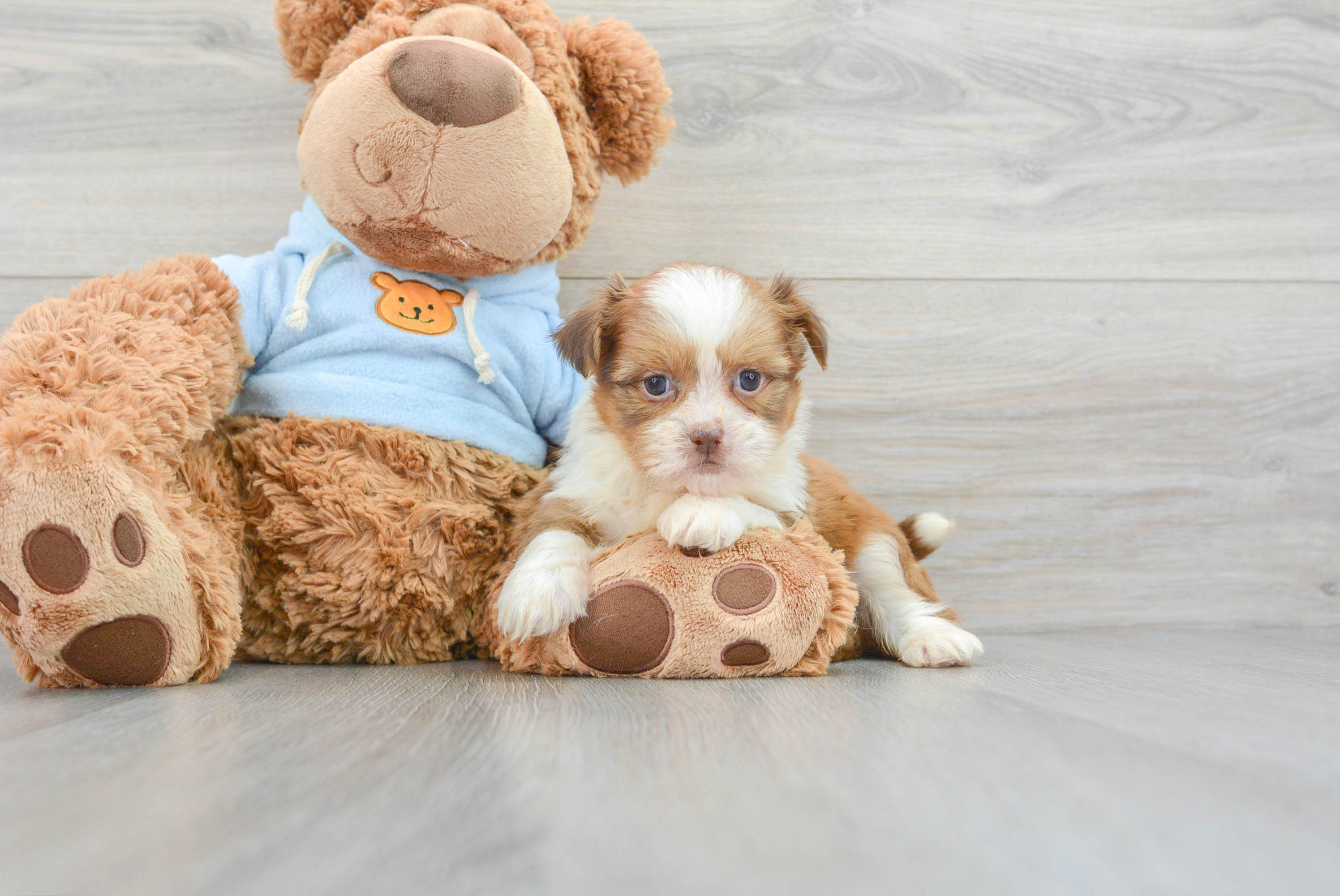 Funny Havashu Designer Pup