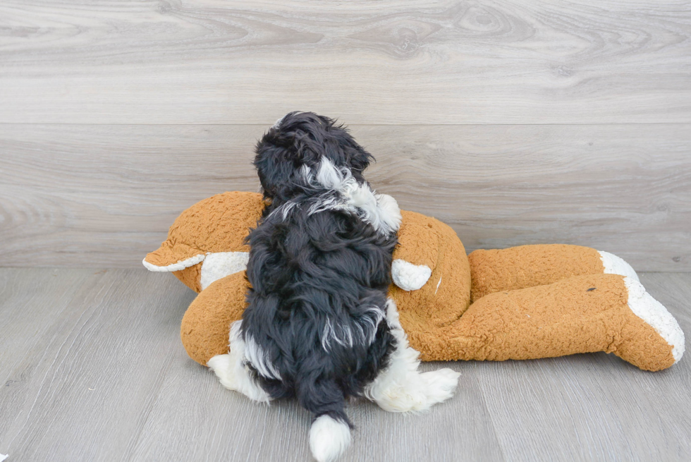 Havashu Pup Being Cute