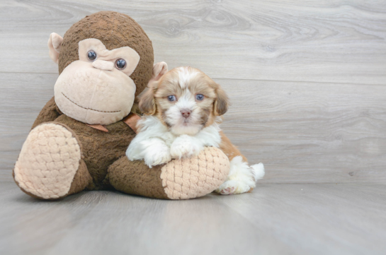 Havashu Puppy for Adoption