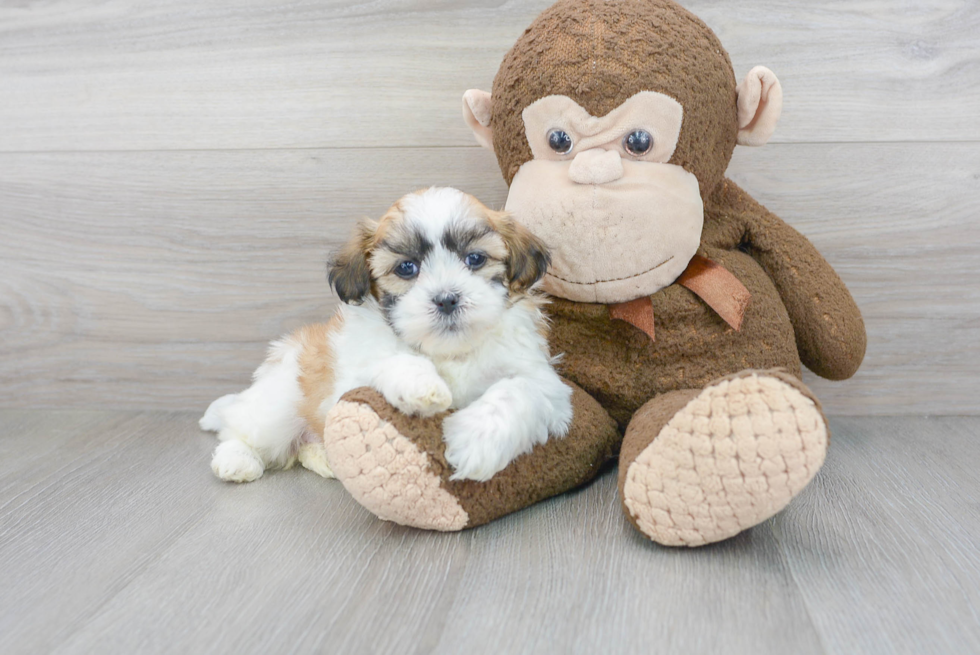 Smart Havashu Designer Pup