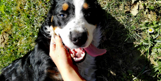 How Big Do Mini Bernedoodles Get?