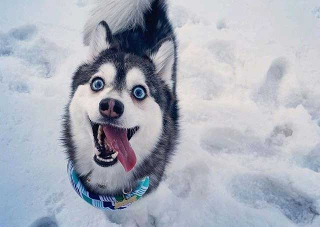 How Cold is Too Cold for a Pomsky?