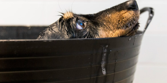 How Often Should You Bathe Your Dog? A Comprehensive Guide