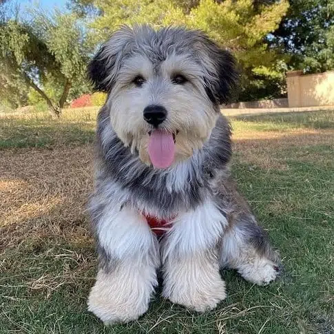 Mini Huskydoodle Puppy For Sale - Premier Pups