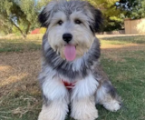 Mini Huskydoodle Puppies For Sale Premier Pups