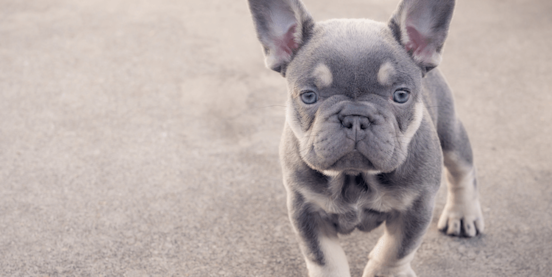 Lilac French Bulldog: Full Guide & Where to Find One