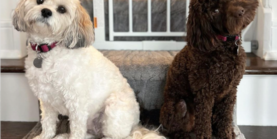 Male vs Female Cockapoo: Which Is Better for You? 