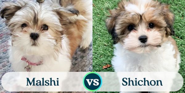 Malshi vs Shichon - Which One Is Better? - Premier Pups