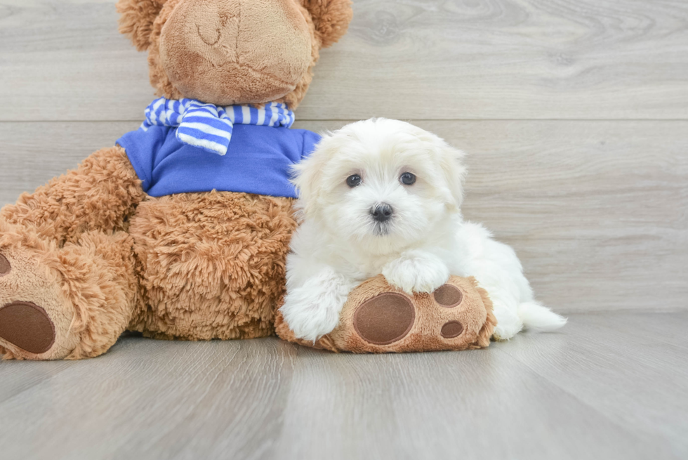 Akc Registered Maltese Purebred Pup