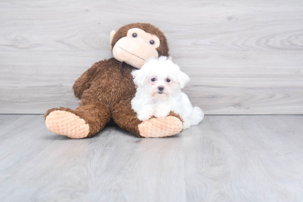 Akc Registered Maltese Baby