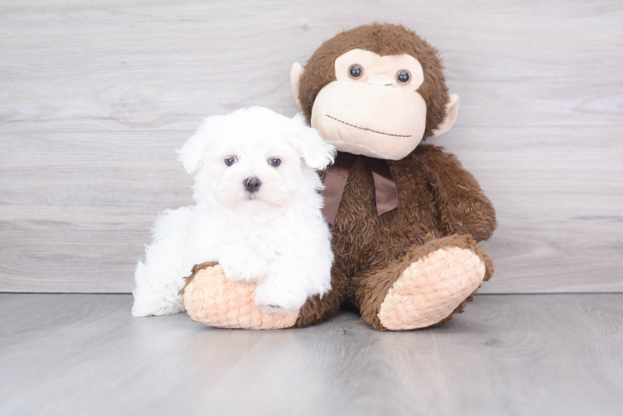 Best Maltese Baby