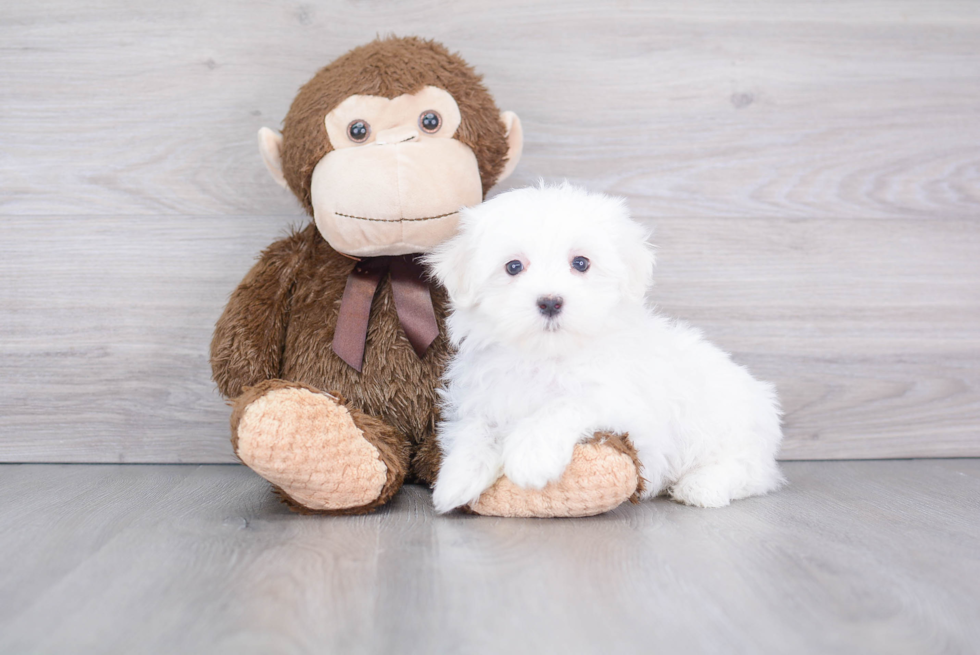 Hypoallergenic Maltese Purebred Pup